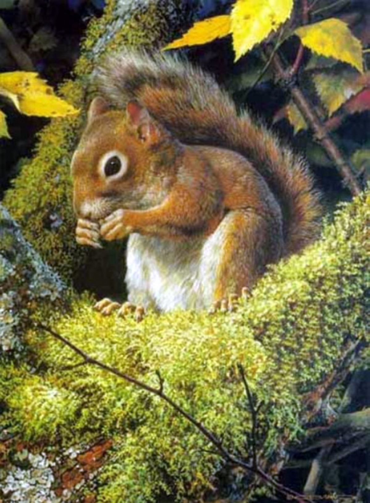 Carl Brenders - Acrobat’s Meal – Red Squirrel - Limited Edition Lithograph