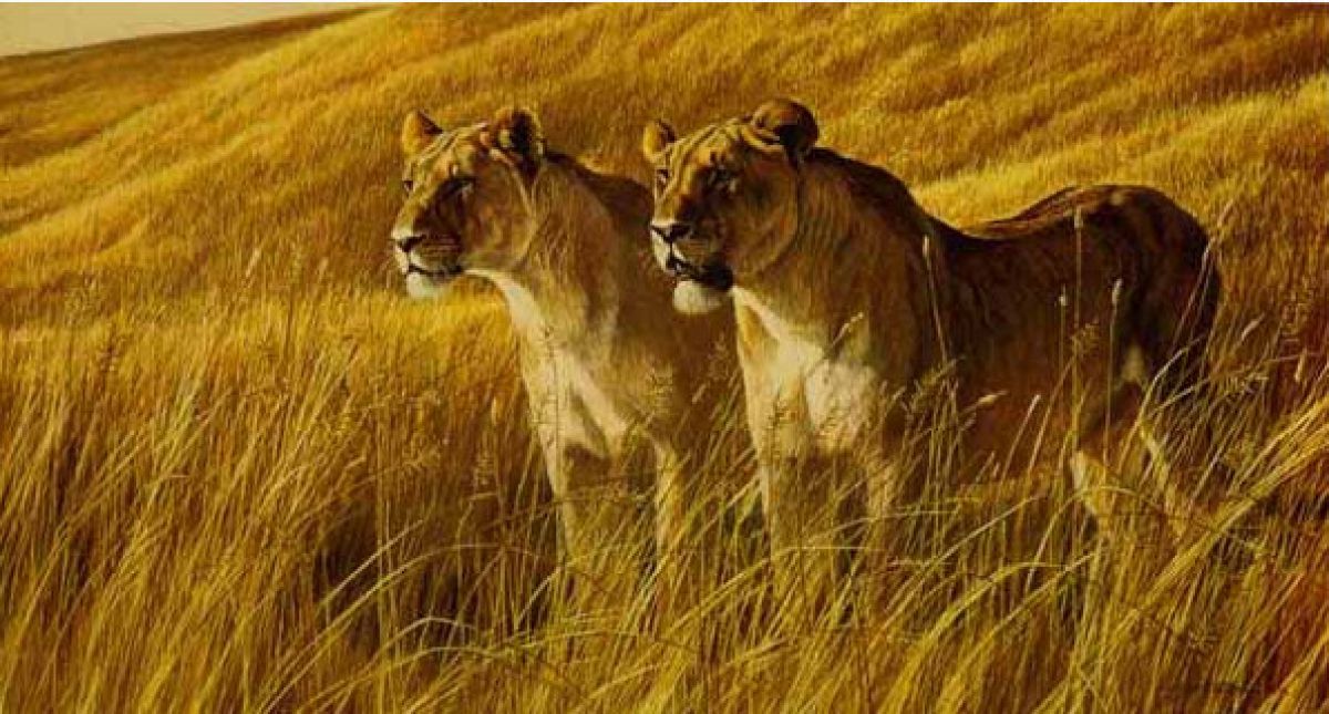 Robert Bateman - African Amber - Lioness - Limited Edition Lithograph