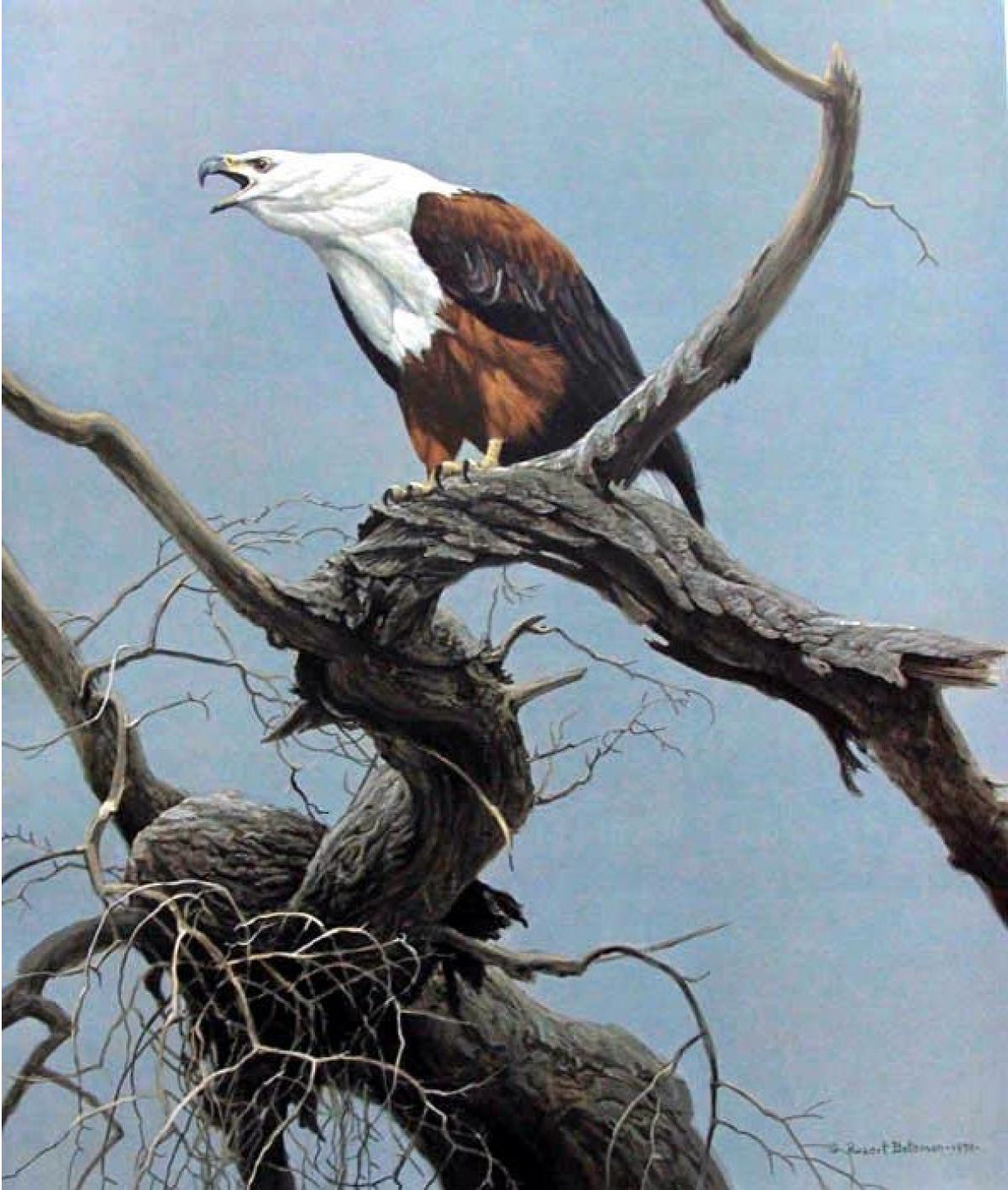 Robert Bateman - African Fish Eagle - Limited Edition Lithograph
