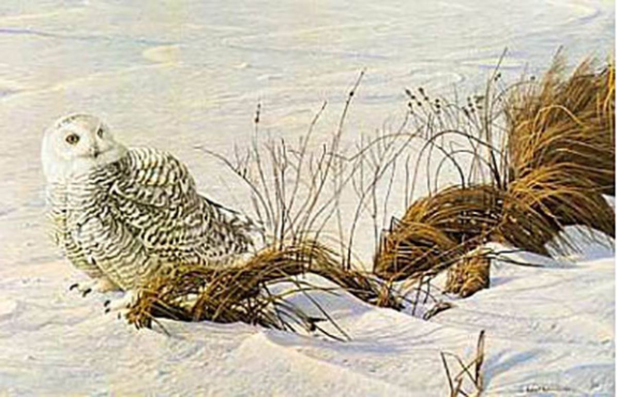 Robert Bateman - Afternoon Glow - Owl - Limited Edition Lithograph