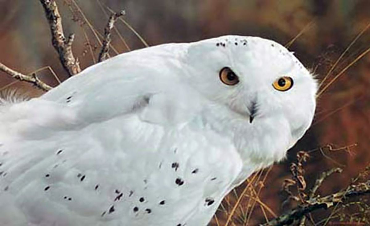 Carl Brenders - Amber Gaze – Snowy Owl - Limited Edition Lithograph