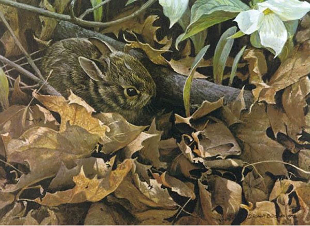 Robert Bateman - Among the Leaves - Cottontail - Limited Edition Lithograph
