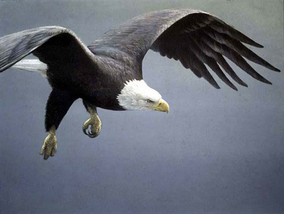 Robert Bateman - Approach - Bald Eagle - Limited Edition Lithograph