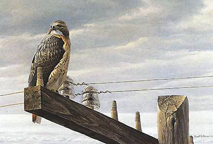 Robert Bateman - At the Roadside - Red-Tailed Hawk - Limited Edition Lithograph