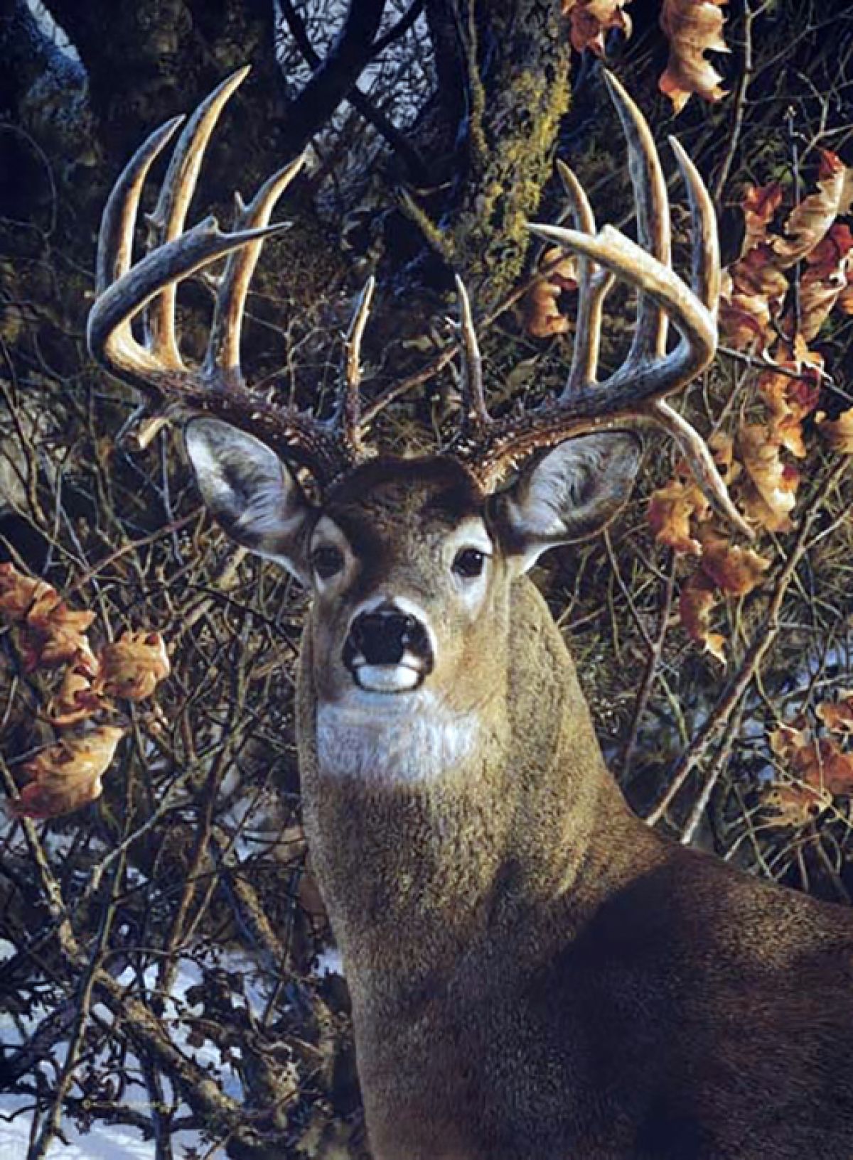 Carl Brenders - Autumn Gentleman – Mule Deer - Limited Edition Lithograph