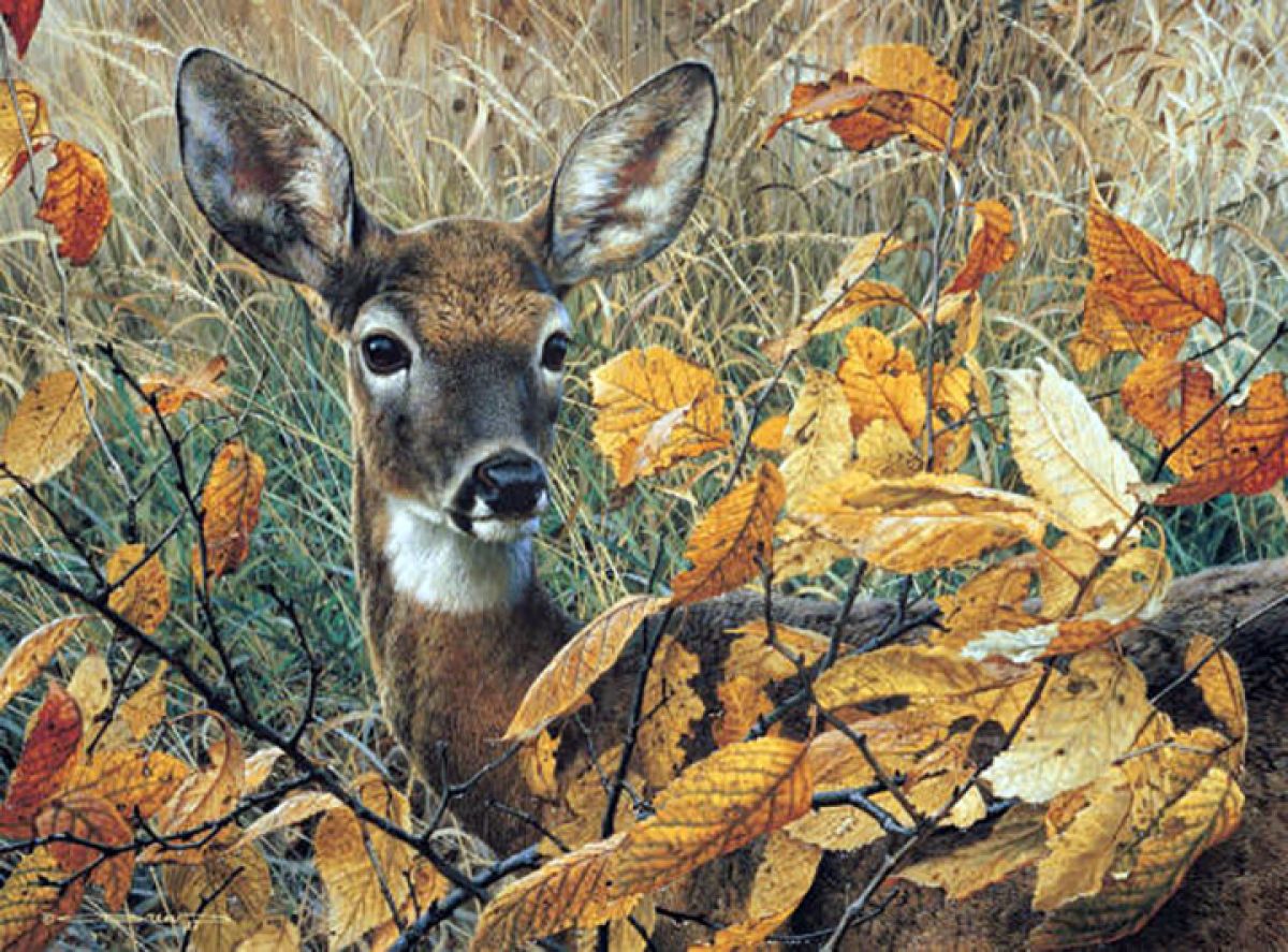 Carl Brenders - Autumn Lady – Mule Deer - Limited Edition Lithograph