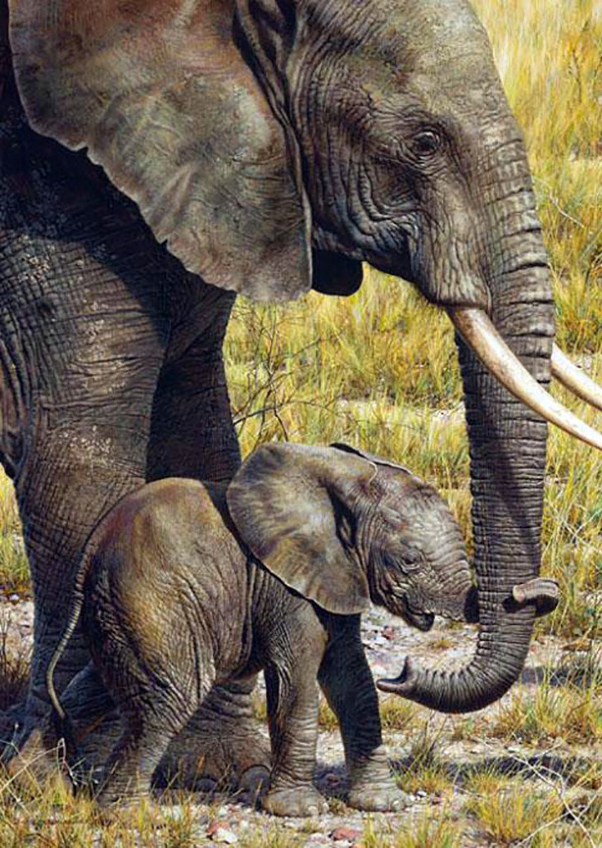Carl Brenders - Baby Mine – Elephant - Limited Edition Lithograph
