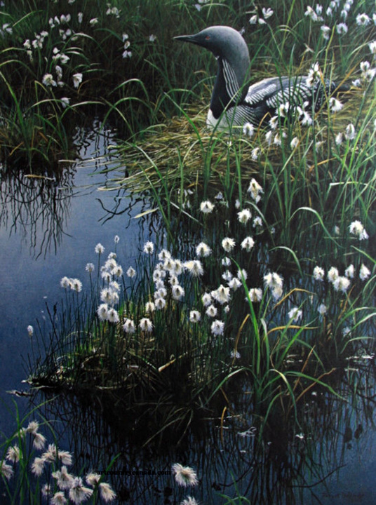 Robert Bateman - Arctic Loon and Cotton Grass - Limited Edition Lithograph