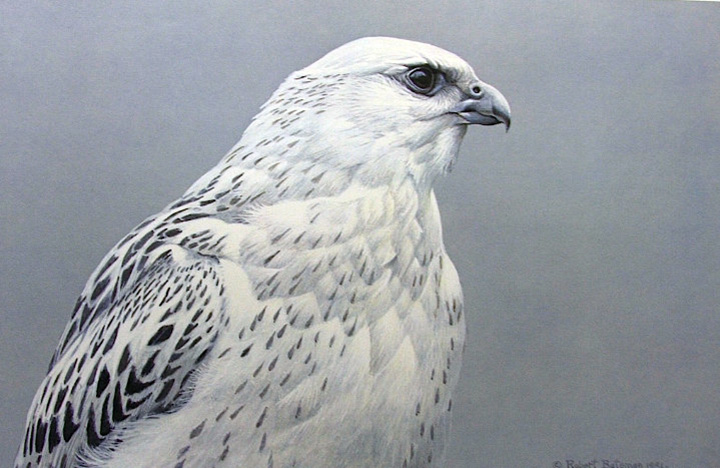 Robert Bateman - Arctic Portrait -  Gyrfalcon - Limited Edition Lithograph