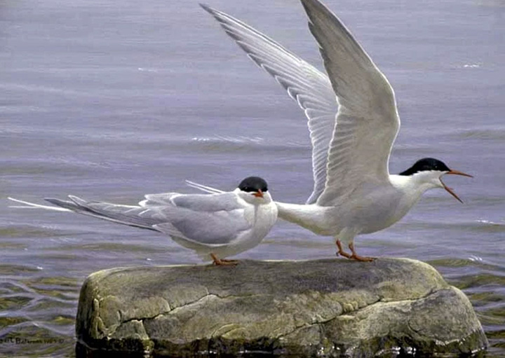 Robert Bateman - Arctic Tern Pair - Limited Edition Lithograph