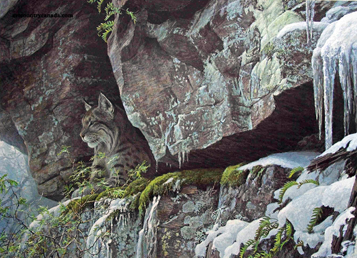 Robert Bateman - At the Cliff -  Bobcat - Limited Edition Lithograph