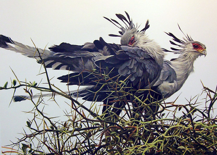 Robert Bateman - At the Nest - Secretary Bird - Limited Edition Lithograph