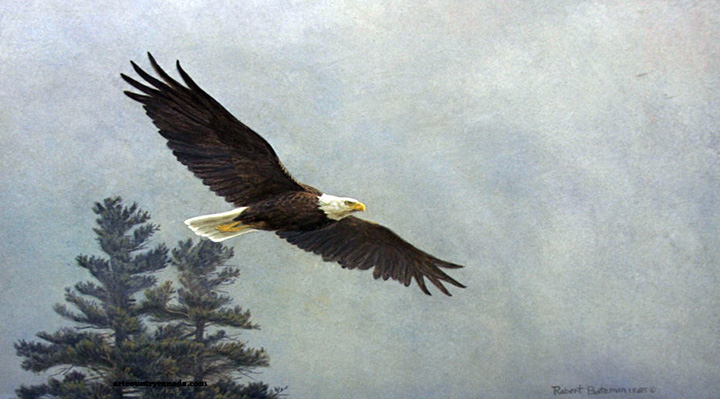 Robert Bateman - Bald Eagle Flying - Limited Edition Lithograph
