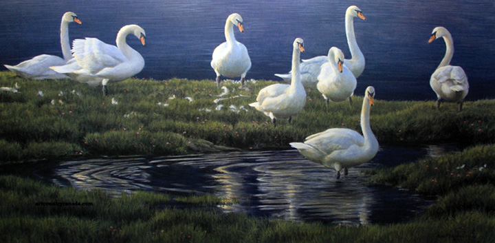 Robert Bateman - Bank of Swans - Limited Edition Lithograph