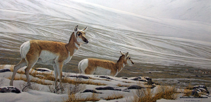 Robert Bateman - Big Country - Pronghorn Antelope - Limited Edition Lithograph