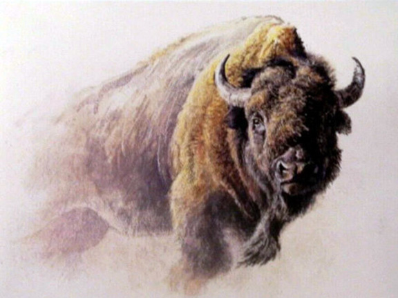 Robert Bateman - Bison Study - Limited Edition Lithograph