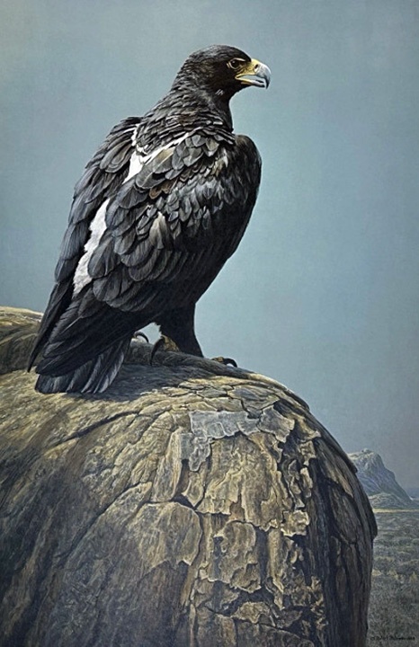 Robert Bateman - Black Eagle - Limited Edition Lithograph