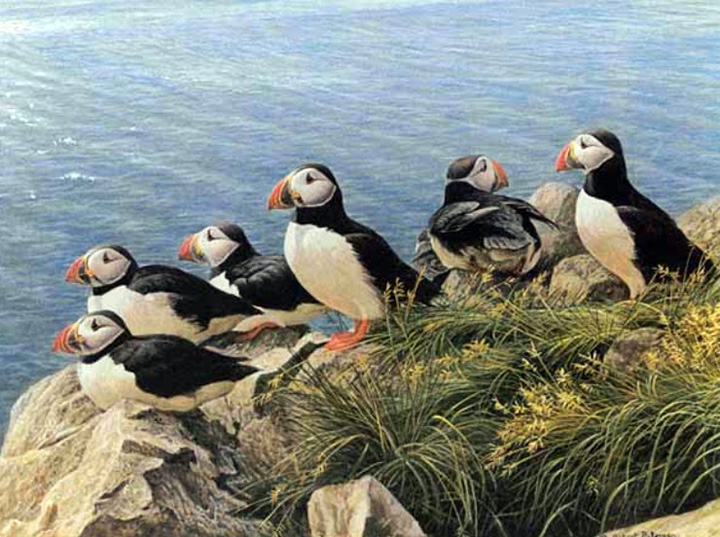 Robert Bateman - Bright Day Atlantic Puffins - Limited Edition Lithograph