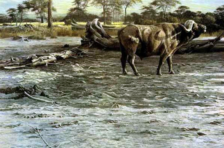 Robert Bateman - Buffalo at Amboseli - Limited Edition Lithograph