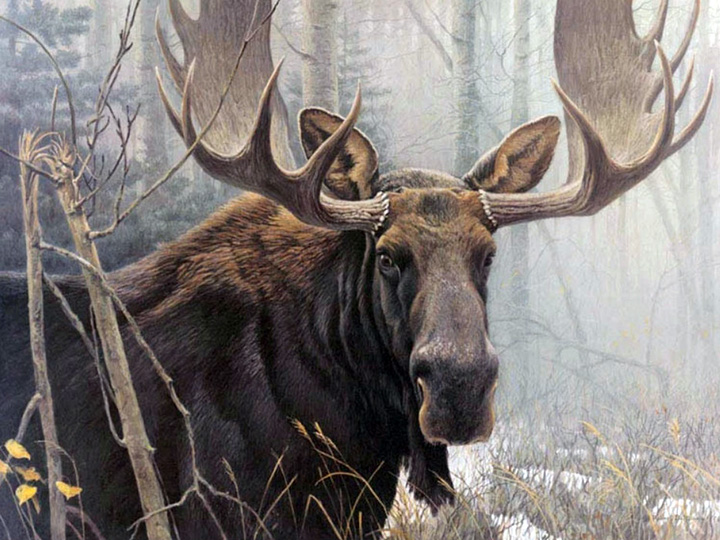 Robert Bateman - Bull Moose - Limited Edition Lithograph