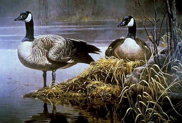 Robert Bateman - Canada Geese - Nesting - Limited Edition Lithograph