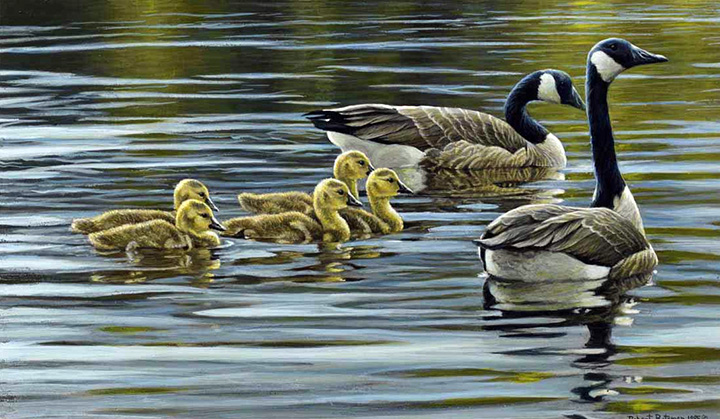 Robert Bateman - Canada Geese with Young - Limited Edition Lithograph