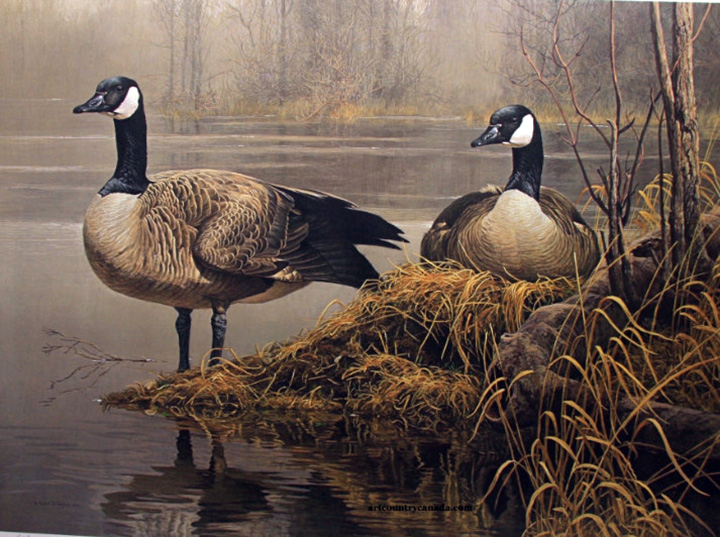 Robert Bateman - Canada Goose - Limited Edition Lithograph
