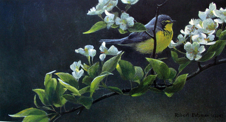 Robert Bateman - Canada Warbler and Pear Blossoms - Limited Edition Lithograph