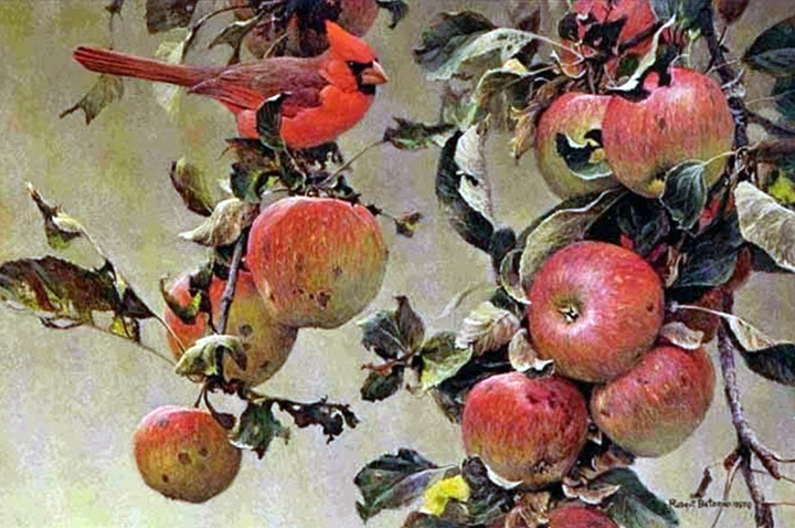 Robert Bateman - Cardinal and Wild Apples - Limited Edition Lithograph