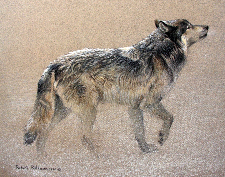Robert Bateman - Catching the Scent - Limited Edition Lithograph