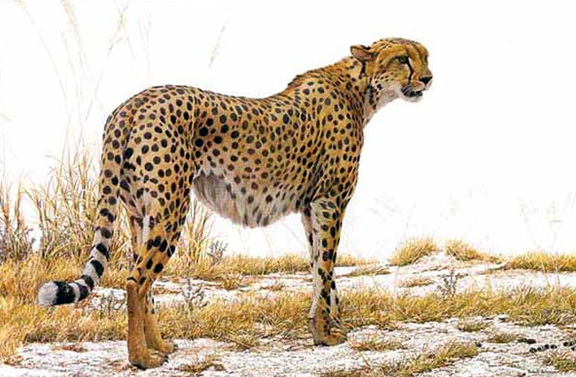 Robert Bateman - Cheetah Profile - Limited Edition Lithograph