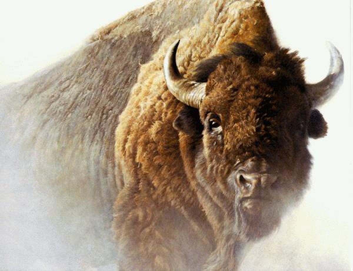 Robert Bateman - Chief - Bison - Limited Edition Lithograph