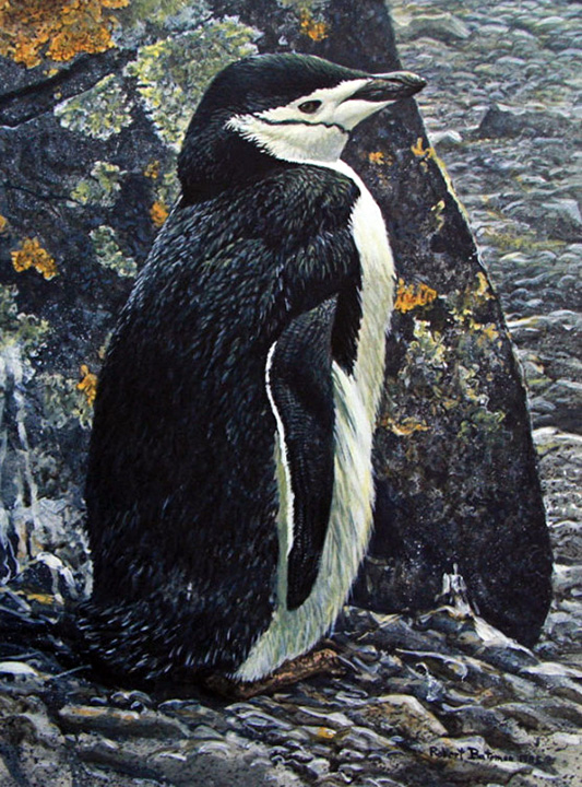 Robert Bateman - Chinstrap Penguin - Limited Edition Lithograph