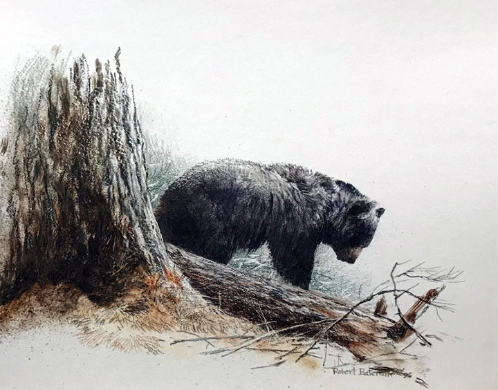 Robert Bateman - Cook Forest Black Bear - Limited Edition Lithograph