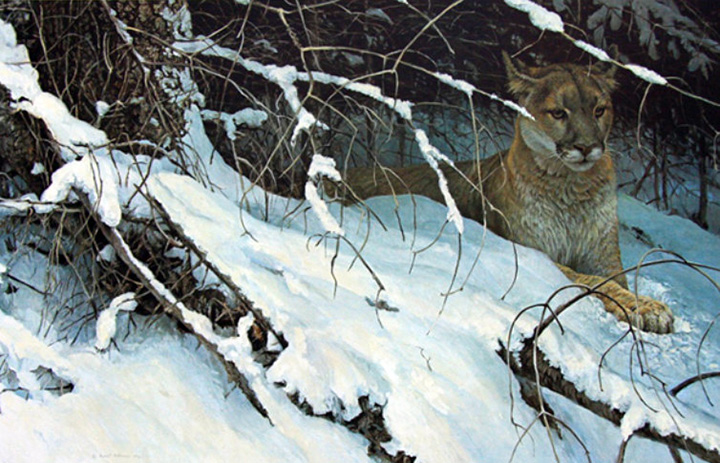Robert Bateman - Cougar in Snow - Limited Edition Lithograph
