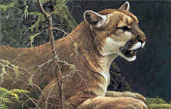 Robert Bateman - Cougar Port - Limited Edition Lithograph