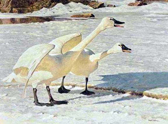 Robert Bateman - Courting Pair Swans - Limited Edition Lithograph