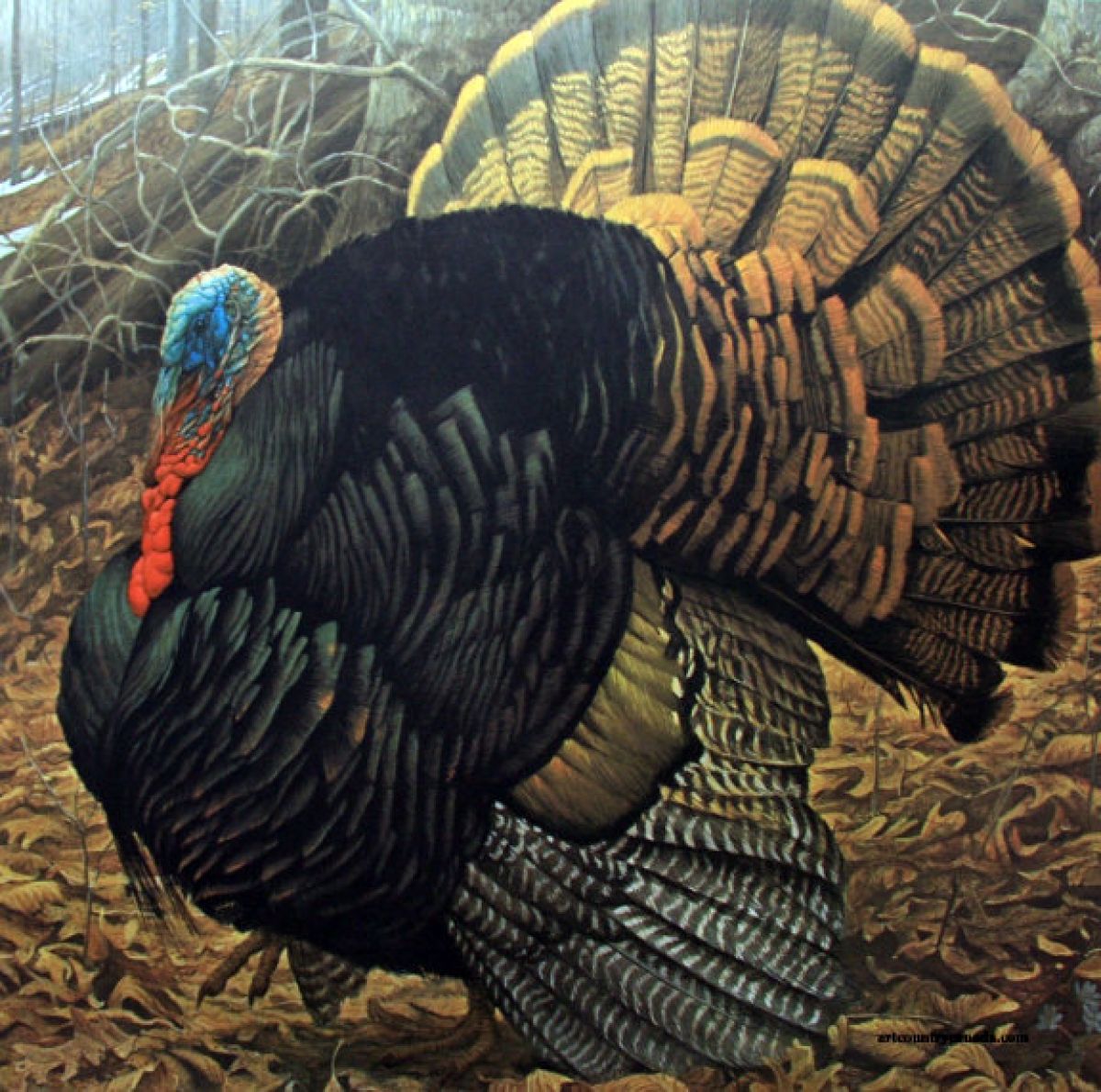 Robert Bateman - Courtship Display Wild Turkey - Limited Edition Lithograph