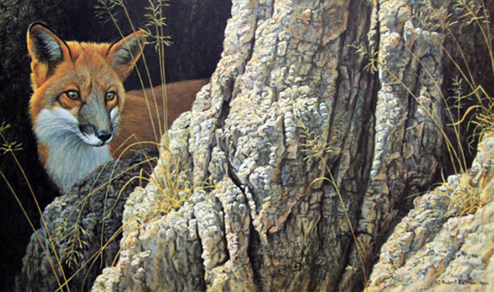 Robert Bateman - Curious Glance Red Fox - Limited Edition Lithograph