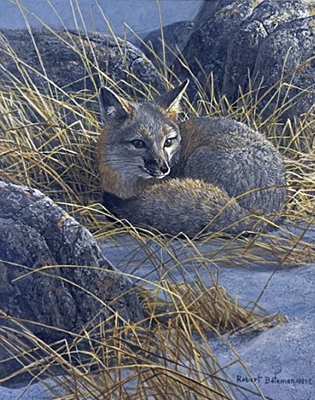 Robert Bateman - Curled Up Swift Fox - Limited Edition Lithograph