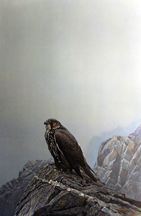Robert Bateman - Dark Gyrfalcon - Limited Edition Lithograph