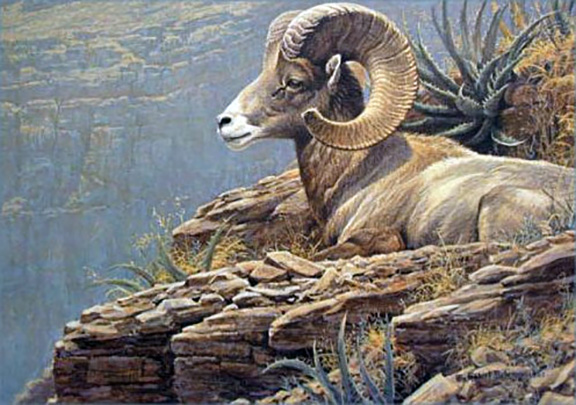 Robert Bateman - Desert Bighorn Sheep - Limited Edition Lithograph
