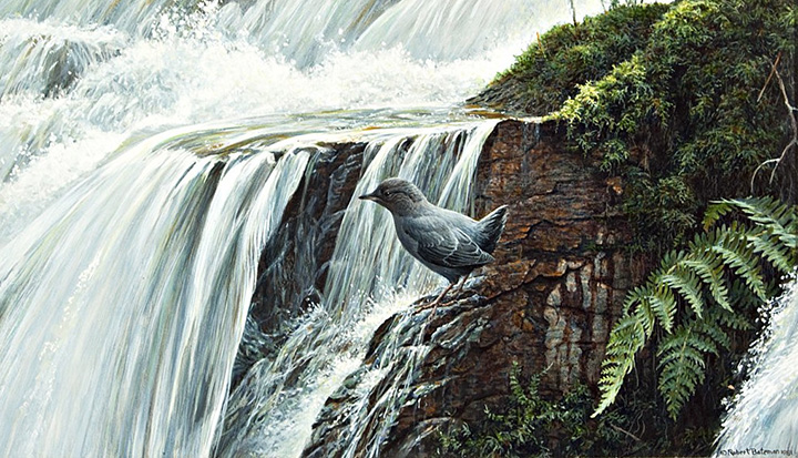 Robert Bateman - Dipper by the Waterfall - Limited Edition Lithograph