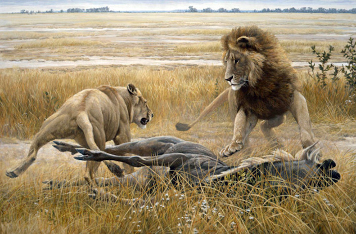 Robert Bateman - Dispute Over Prey - Limited Edition Lithograph