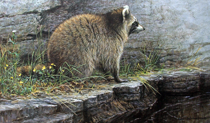 Robert Bateman - Distant Danger Raccoon - Limited Edition Lithograph