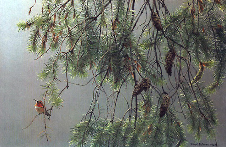 Robert Bateman - Douglas Fir and Rufous Hummingbird - Limited Edition Lithograph