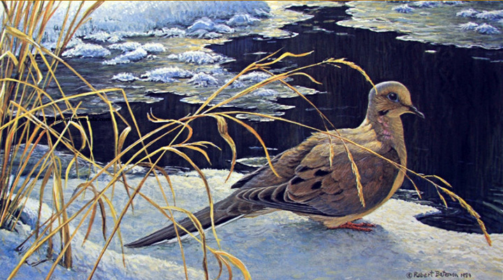 Robert Bateman - Down for a Drink - Mourning Dove - Limited Edition Lithograph