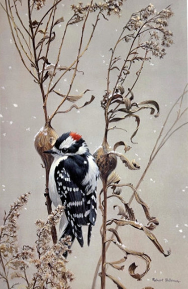 Robert Bateman - Downy Woodpecker on Goldenrod - Limited Edition Lithograph