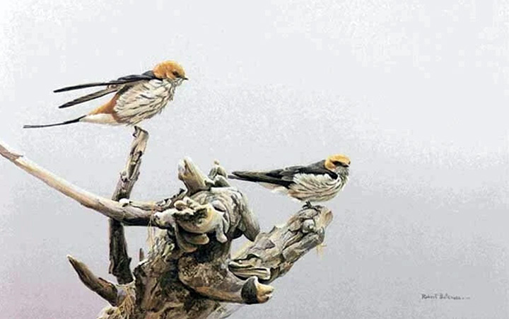 Robert Bateman - Driftwood Perch Striped Swallows - Limited Edition Lithograph