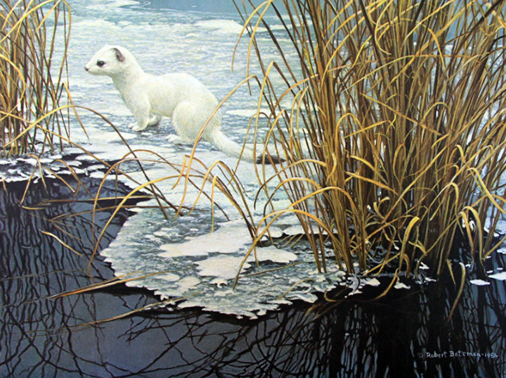 Robert Bateman - Edge of the Ice - Ermine - Limited Edition Lithograph